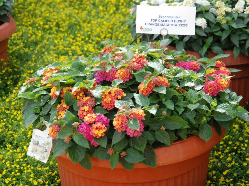 Lantana Calippo Bushy Orange Magenta